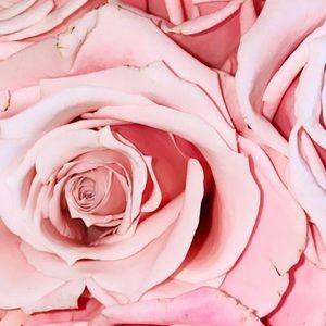 Meet your Posher, Carly